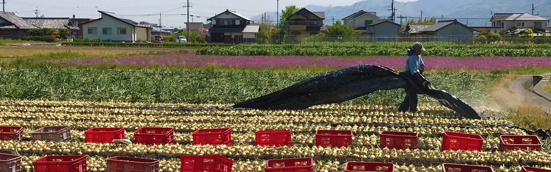 副組合長　岡さんのキウイ畑で、摘花・授粉作業の体験。