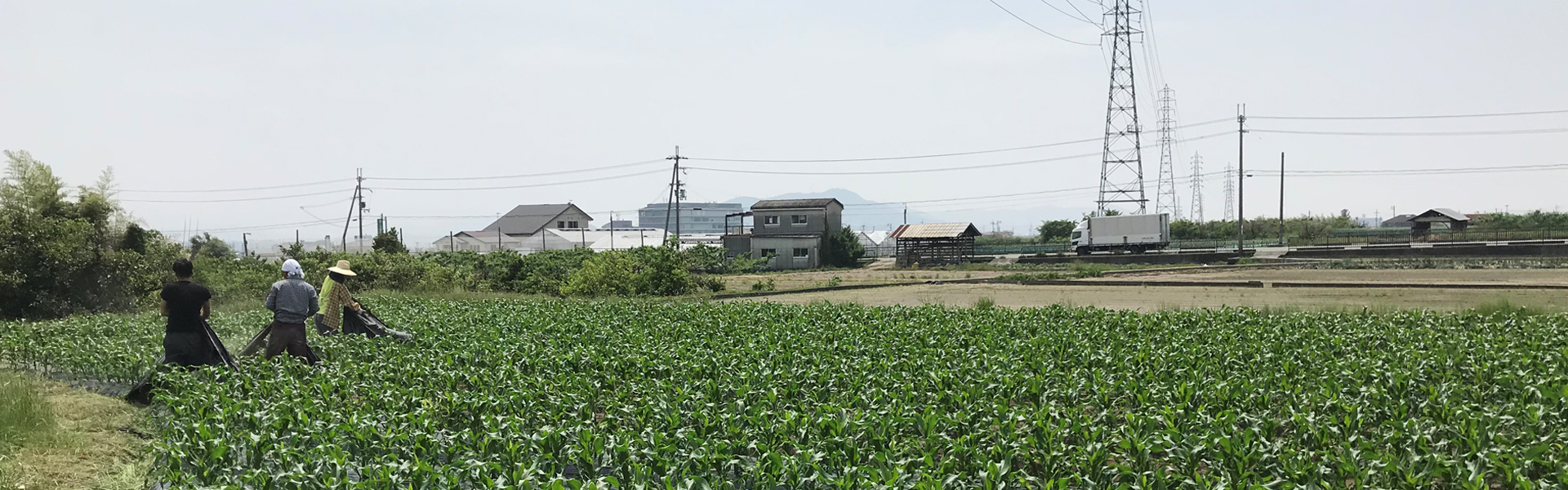 収穫体験に来てくれました！　池田市立呉服小学校