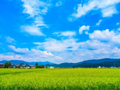 緑と青空