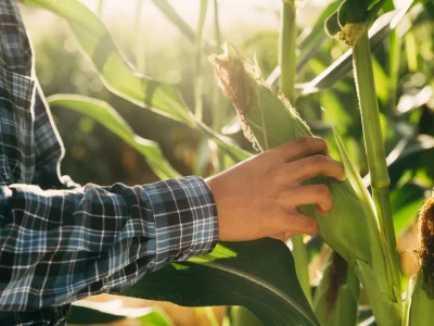 とうもろこし収穫